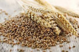 Triticale